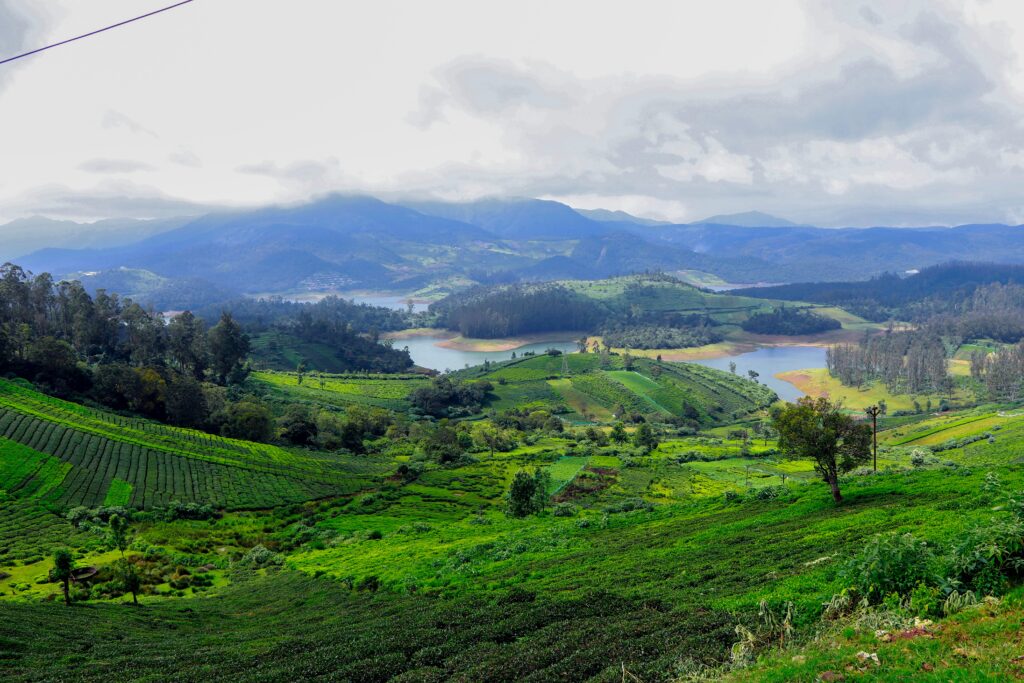 Scenic view of green tea plantations in Ooty, Tamil Nadu during a PackUrBag family tour
